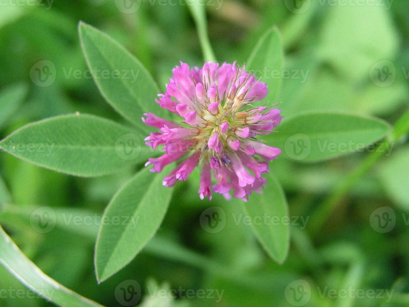 blommande rosa klöver på de gata bland de gräs. klöver lämnar foto