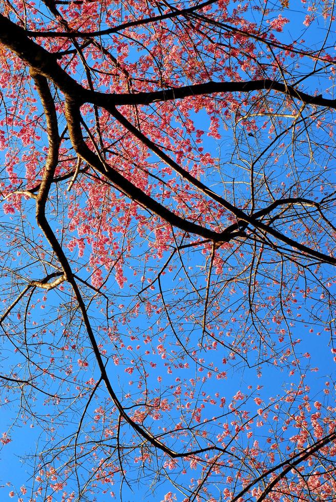 sakura rosa körsbärsblomma foto