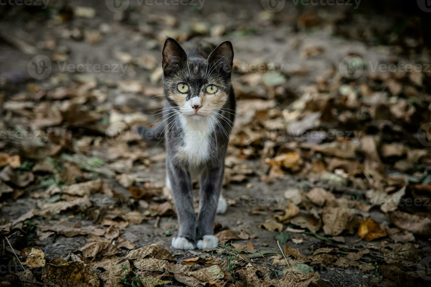 tricolor mamma bland torr höst löv. porträtt av en gård katt på de gata i de kväll. foto