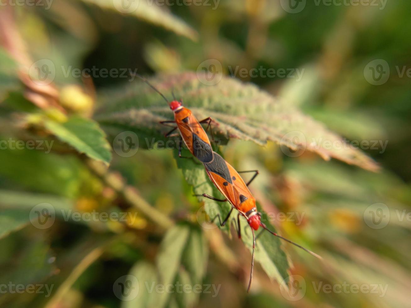 två röda insekter med långa svarta ben som häckar på gröna blad foto