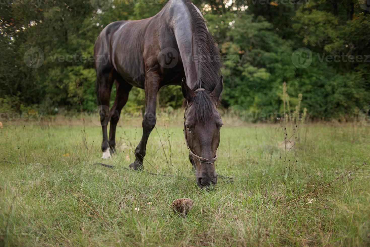 brun häst betar på en grön sommaräng foto