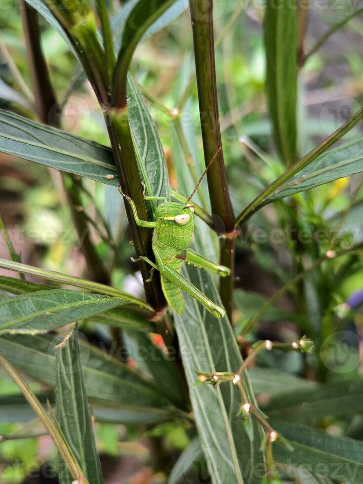 en grön gräshoppa är uppflugen och äter växt blad foto