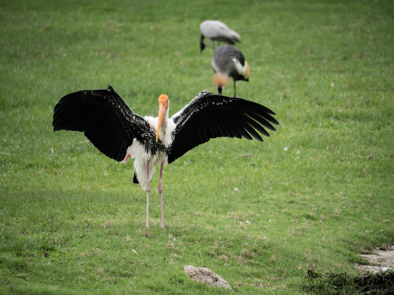 en vit stork som tittar på en äng. foto