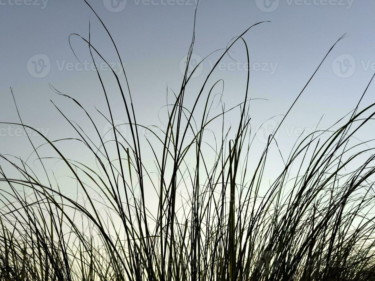 skön scen av hö gräs med himmel bakgrund foto
