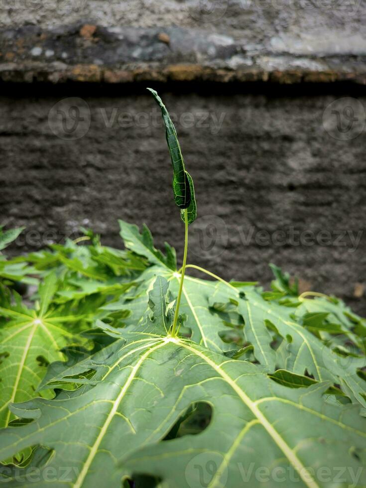 grön papaya löv med en unik textur foto
