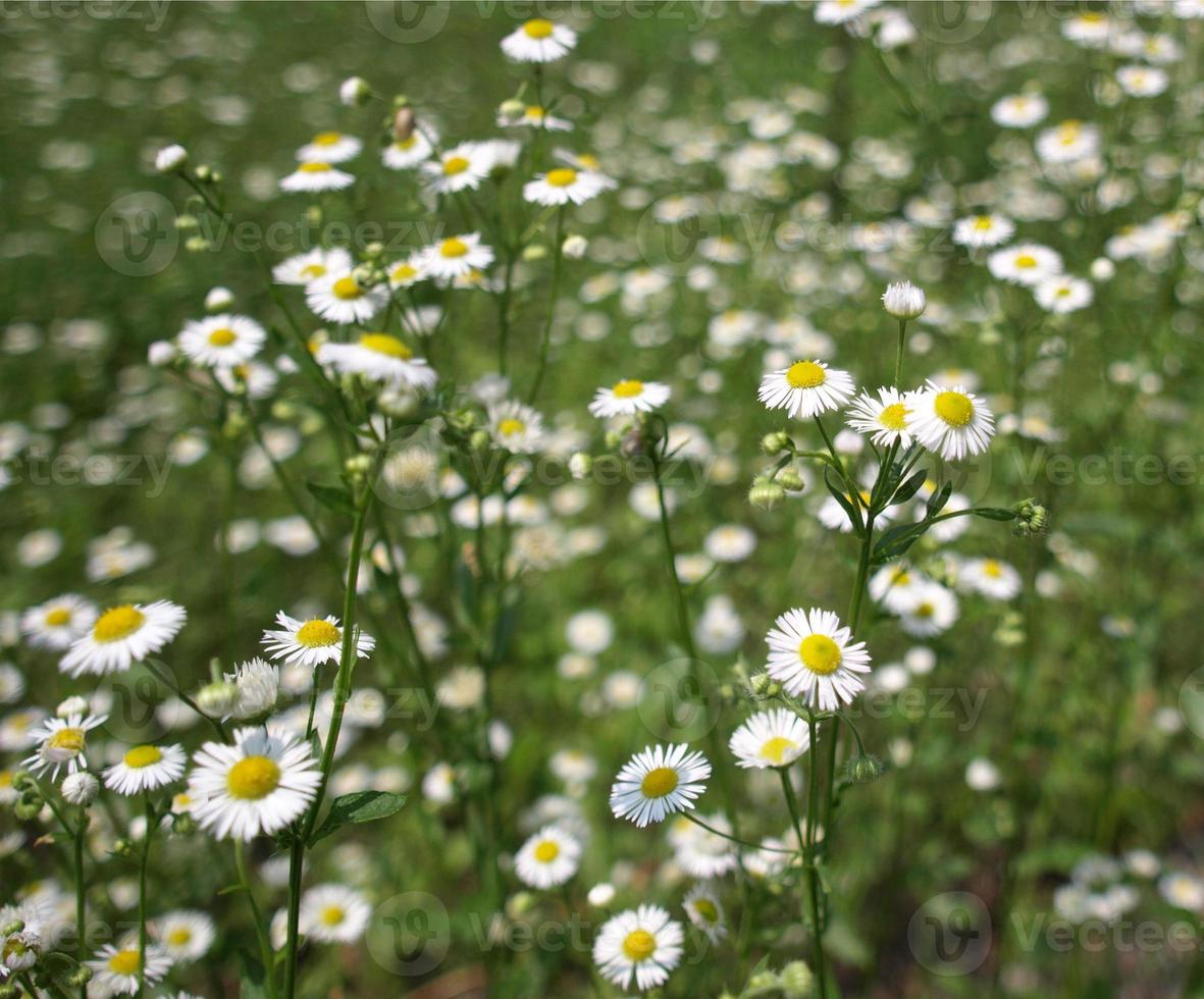 oxeye daisy växt foto