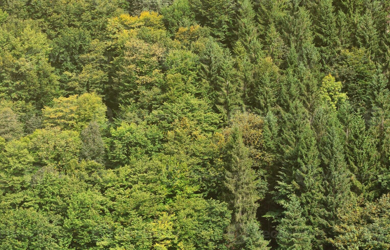 textur av en berg skog med många grön träd. se från hög foto