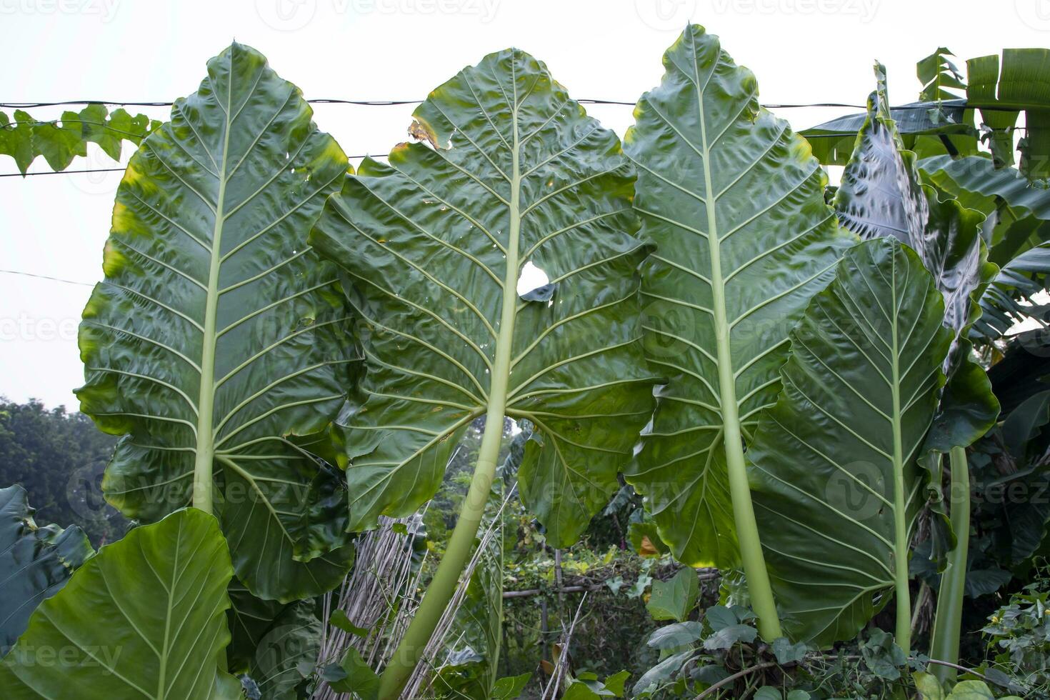 grön alocasia eller elefant öra träd växt naturlig textur bakgrund foto