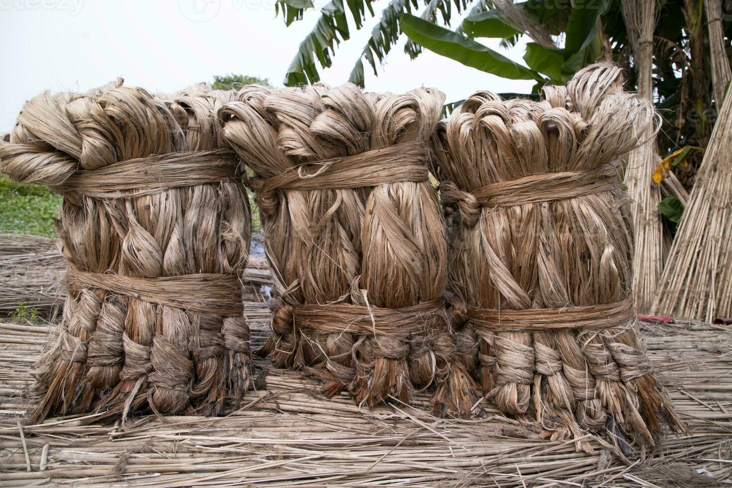 en tjock brun bunt av rå jute har på de jord. detta är de kallad gyllene fiber i bangladesh foto