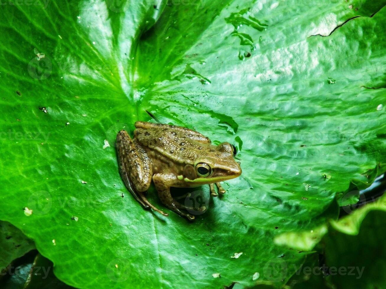 kärr groda på vatten lilja löv. amfibie varelse. utomhus- damm med lotus blad på solig dagar. skönhet av natur. porträtt av liten söt groda Sammanträde på grön blad foto