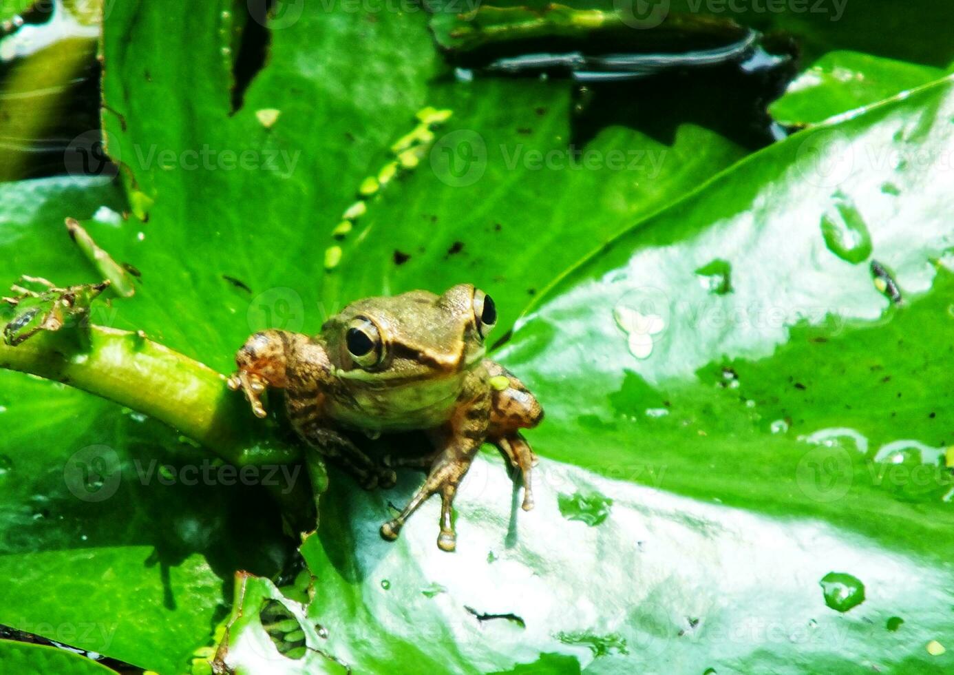 kärr groda på vatten lilja löv. amfibie varelse. utomhus- damm med lotus blad på solig dagar. skönhet av natur. porträtt av liten söt groda Sammanträde på grön blad foto