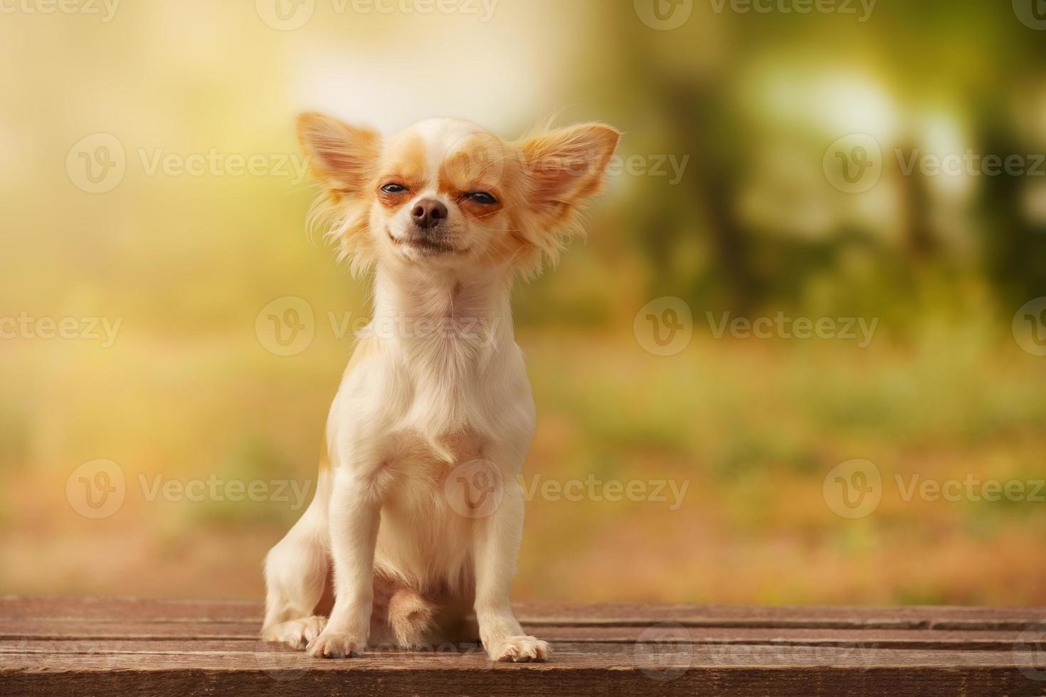 vit långhårig chihuahua valp. hund i naturen. foto