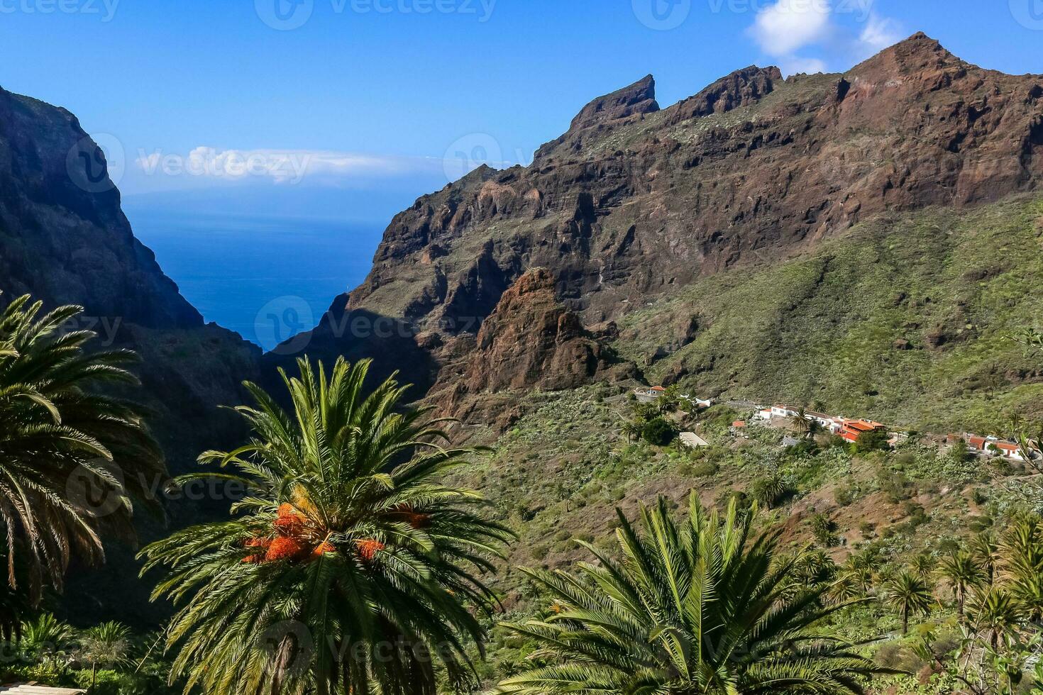 handflatan träd i de berg, klyfta mask teneriffa. foto