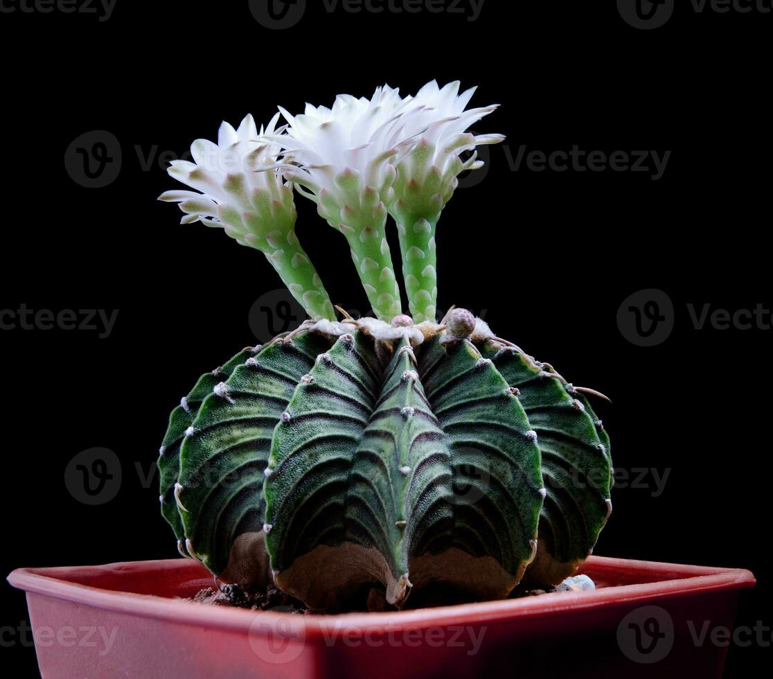 stänga upp Gymnocalycium kaktus blomma blomning mot mörk bakgrund foto