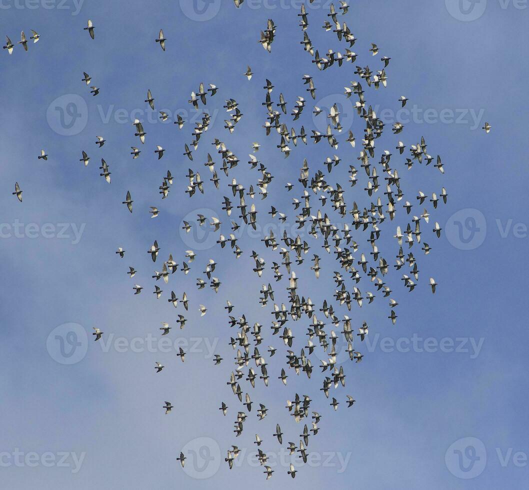 flock av hastighet kapplöpningsduva flyger mot klarblå himmel foto
