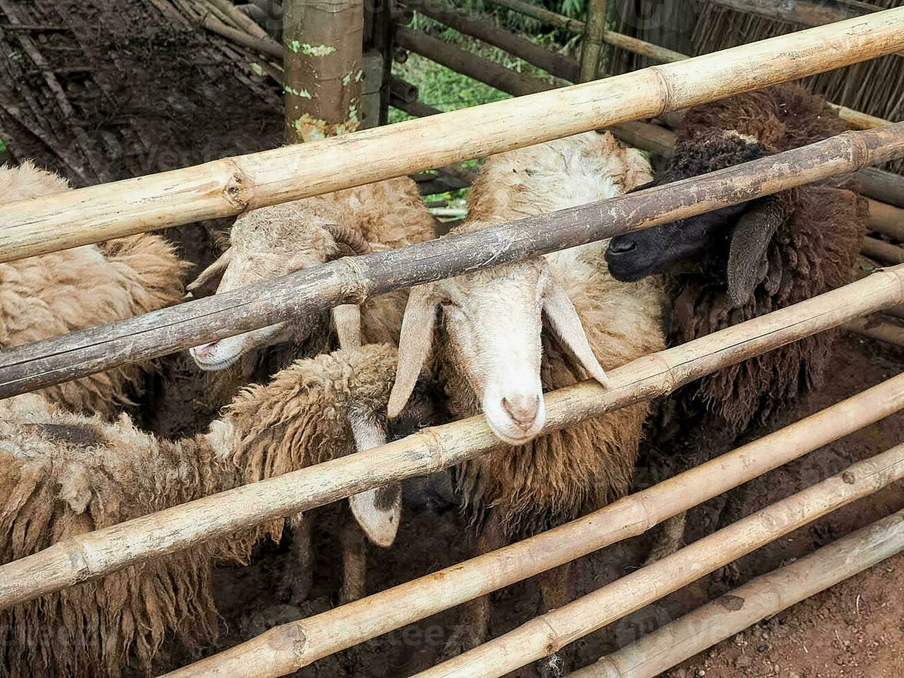 djur- get får bruka natur däggdjur lamm söt inhemsk lantbruk ko Söt vit brun Färg skön sällskapsdjur lantlig gräs horn rolig ört fält gris landsbygden rolig vilda djur och växter mjölk huvud ansikte äng foto