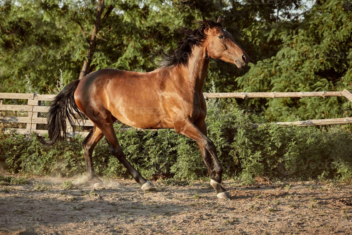 häst löpning i de hage på de sand i sommar foto