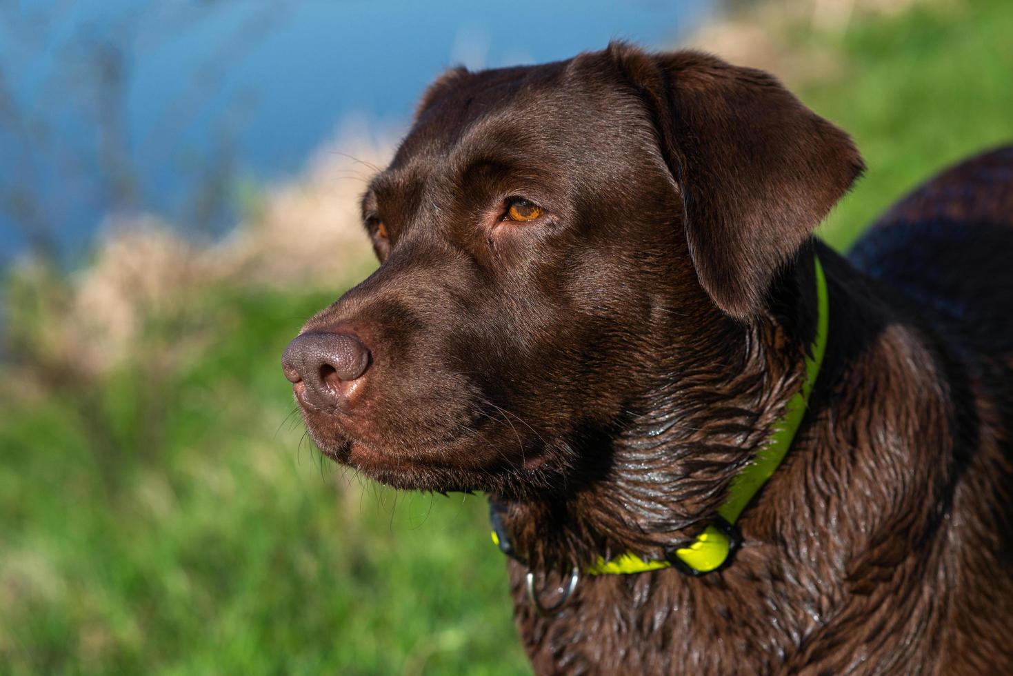 porträtt av labrador retriever närbild över det gröna gräset utomhus foto