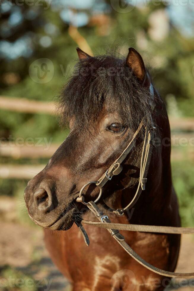 skön brun ponny, närbild av munkorg, söt se, man, bakgrund av löpning fält, inhägna, träd foto