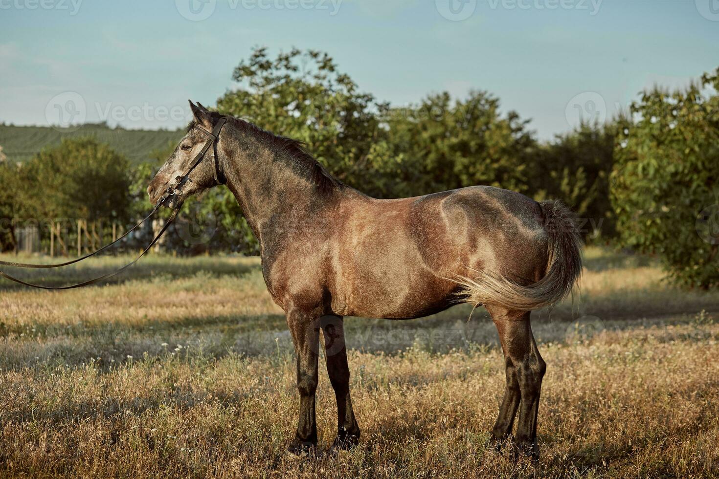 porträtt av bukt häst i sommar på de fält foto