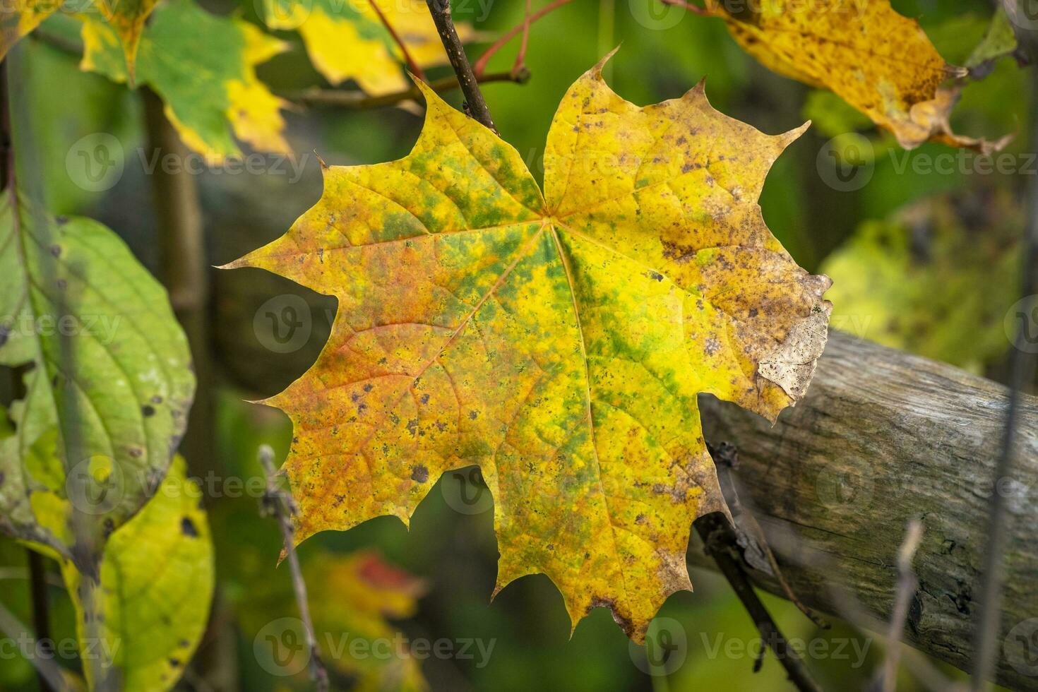 detta Foto visa färgrik löv och stänga Posten av mikro delar av växter