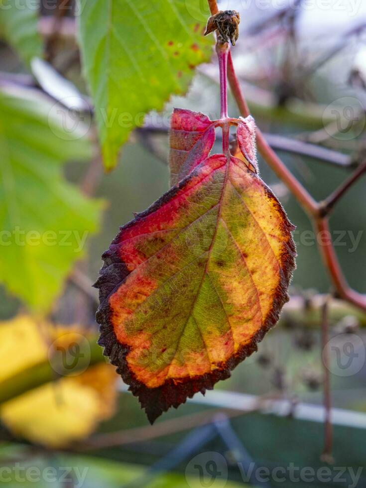 detta Foto visa färgrik löv och stänga Posten av mikro delar av växter
