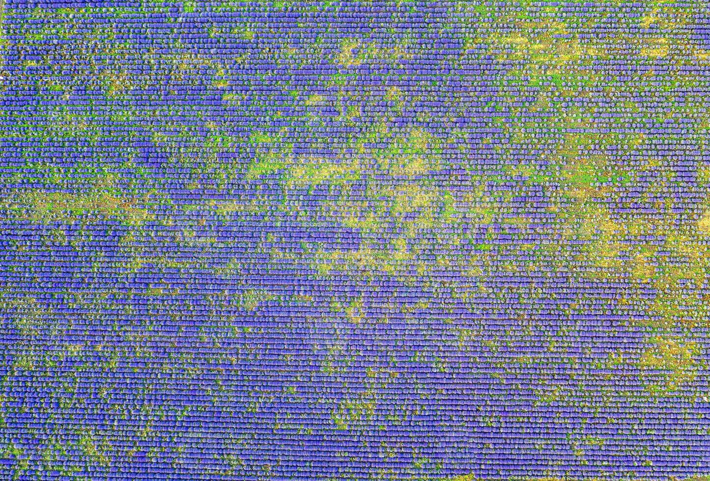 antenn se från en Drönare till en lavendel- fält.horisontell se. foto