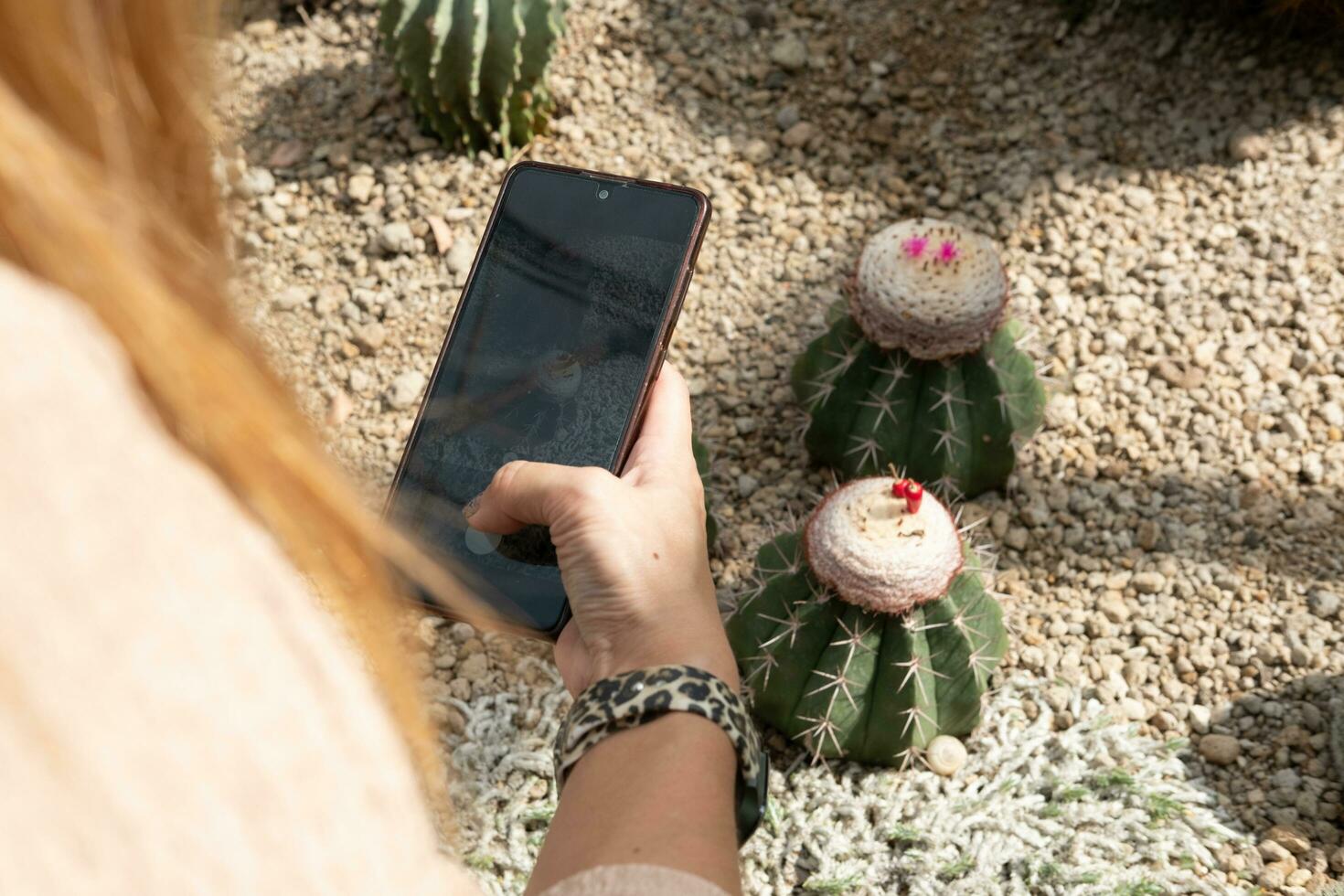 en kvinnas hand är tar en Foto av en skön kaktus.