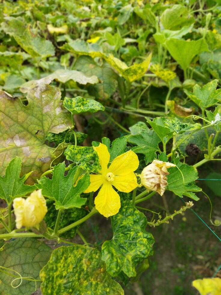 gul färgad kumro blommor dekorerad med skön grön löv är naturlig häpnadsväckande miljö foto