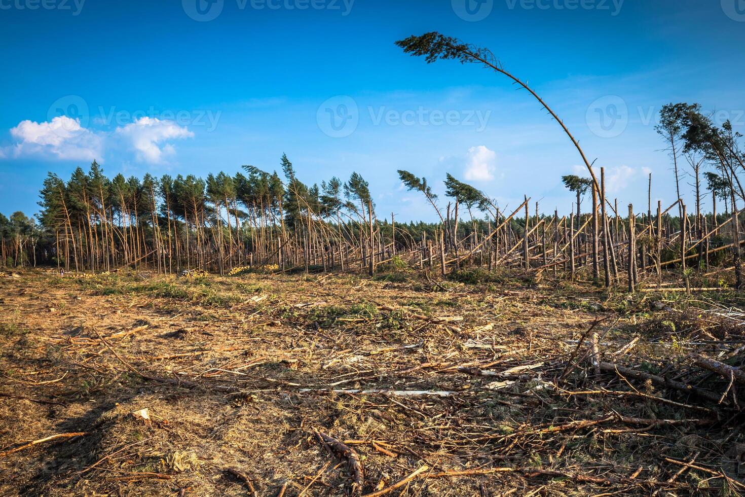 förstörd skog som ett effekt av stark storm foto