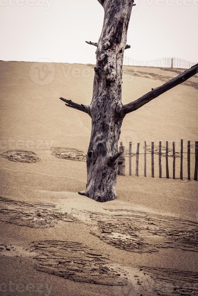 de känd dyn av pyla staket, de högsta sand dyn i Europa foto