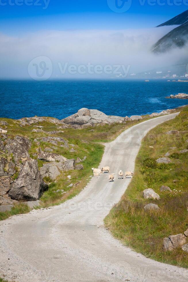 väg i Norge bergen foto