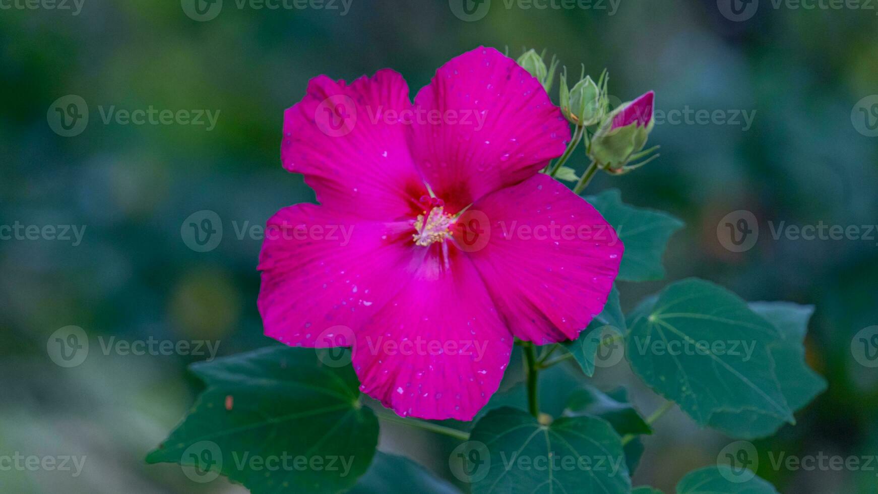 sko blomma, hibiskus, kinesisk reste sig foto