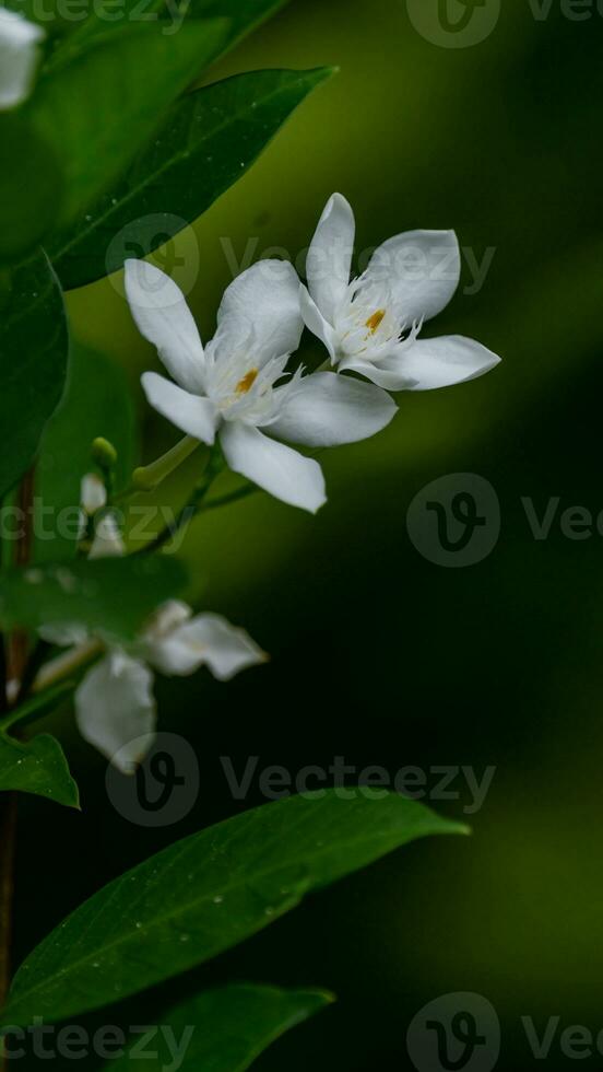 arktisk snö, mjölkig sätt, snö flaga, ljuv indrajao, vinter- körsbär träd blomning i de trädgård foto