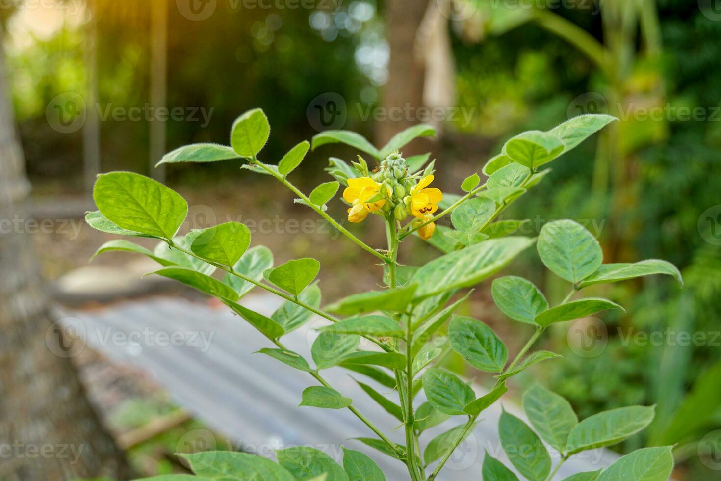 senna hirsuta är en grönsak med gul blommor, hårig stjälkar, och böjd baljor. den är en medicinsk växt den där hjälper till inducera sova, lindra feber, och lindra urin- problem. foto