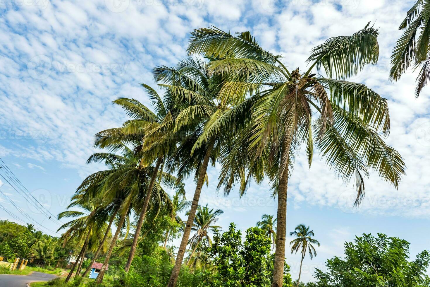 kokos träd palmer mot de blå himmel av Indien foto