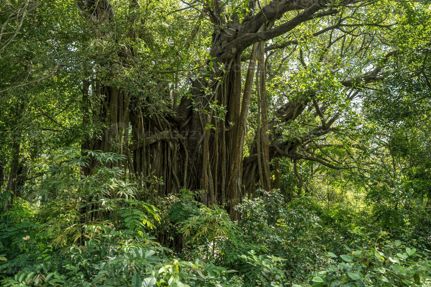 enorm banyan träd i de indisk djungel foto