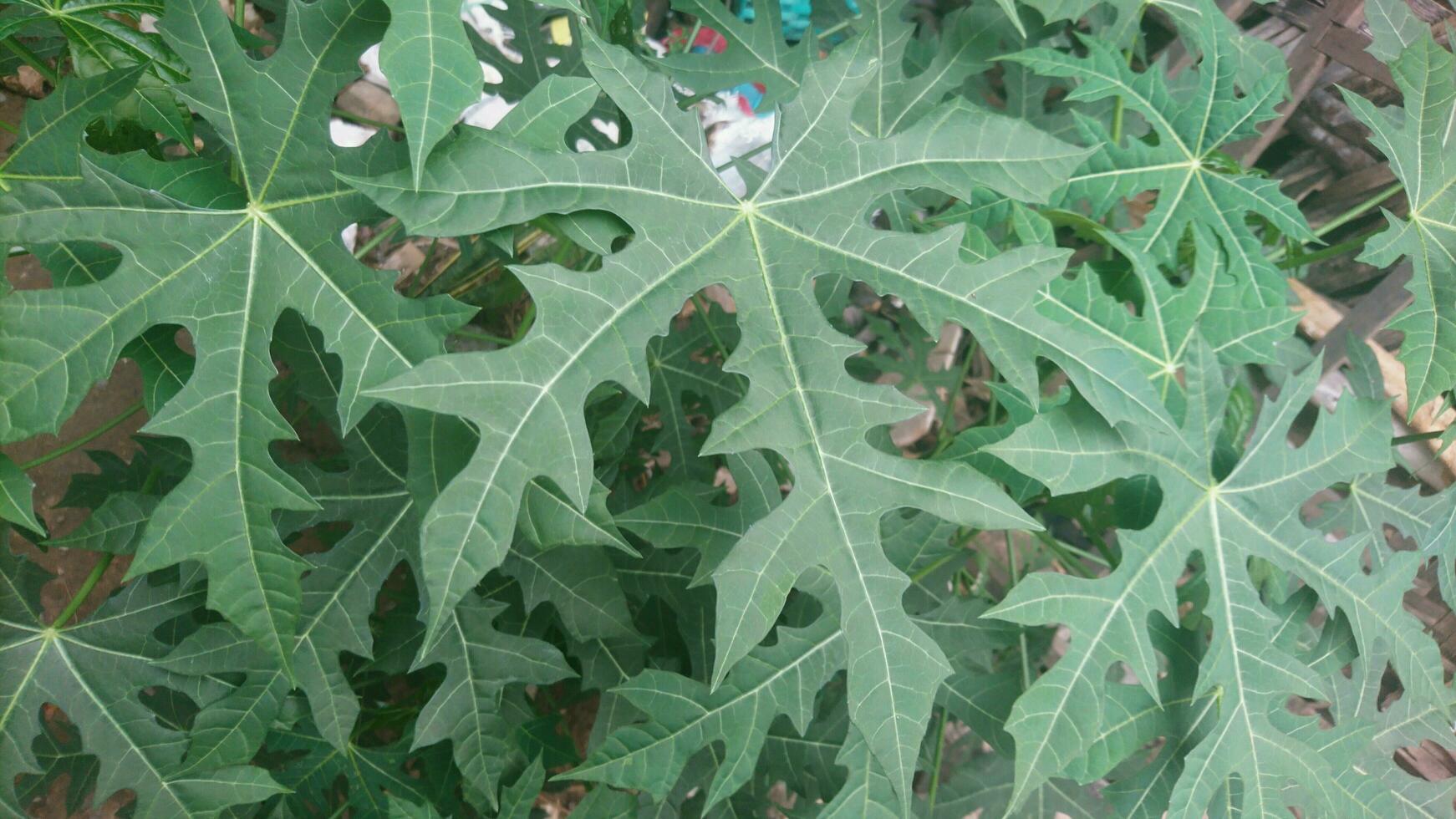 cnidoscolus aconitifolius löv eller chaya eller japansk papaya, en medicinsk ört foto