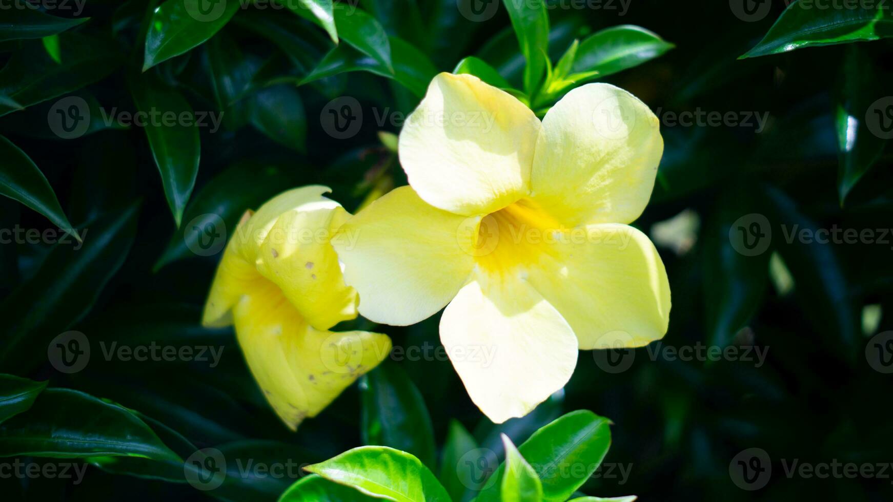 natur gul blomma och blad foto