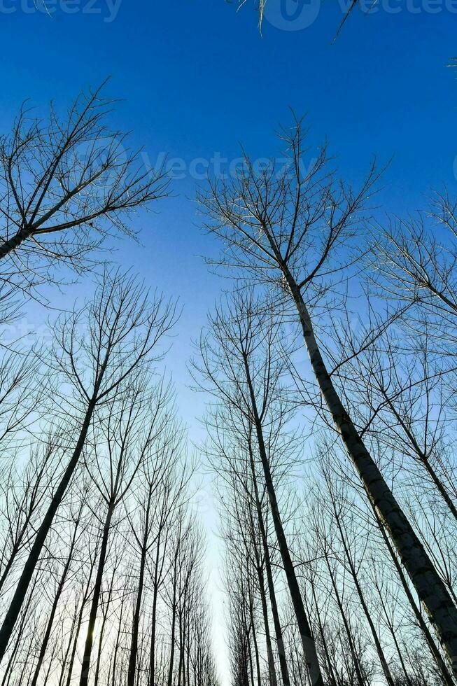 en skog av bar träd i de vinter- foto