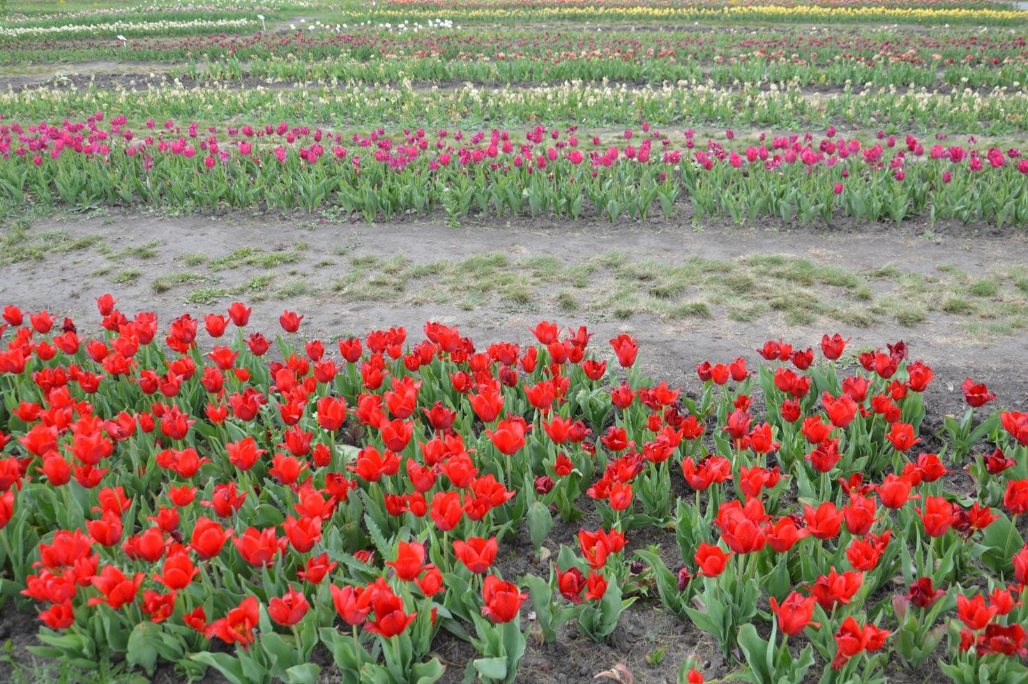 textur av ett fält med flerfärgade blommade tulpaner foto