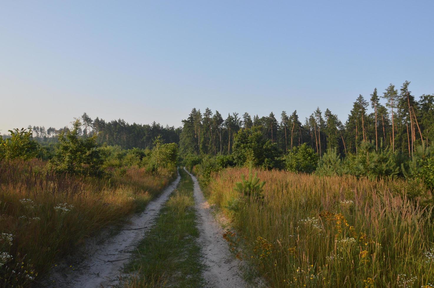 lastbilsspår i skogens landsbygdsväg off road foto