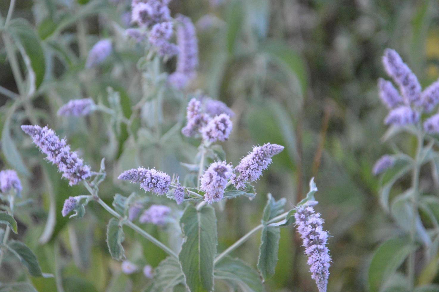 vildblommor och skogsblommor i byn foto