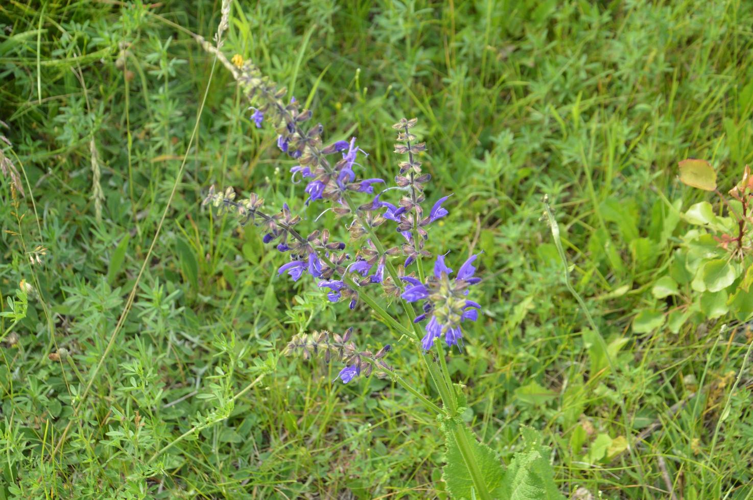 olika vildblommor blommade av gräs foto