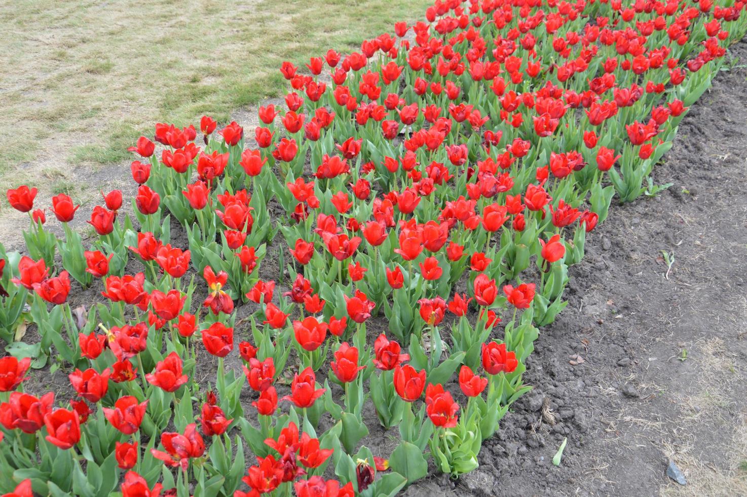 textur av ett fält med flerfärgade blommade tulpaner foto