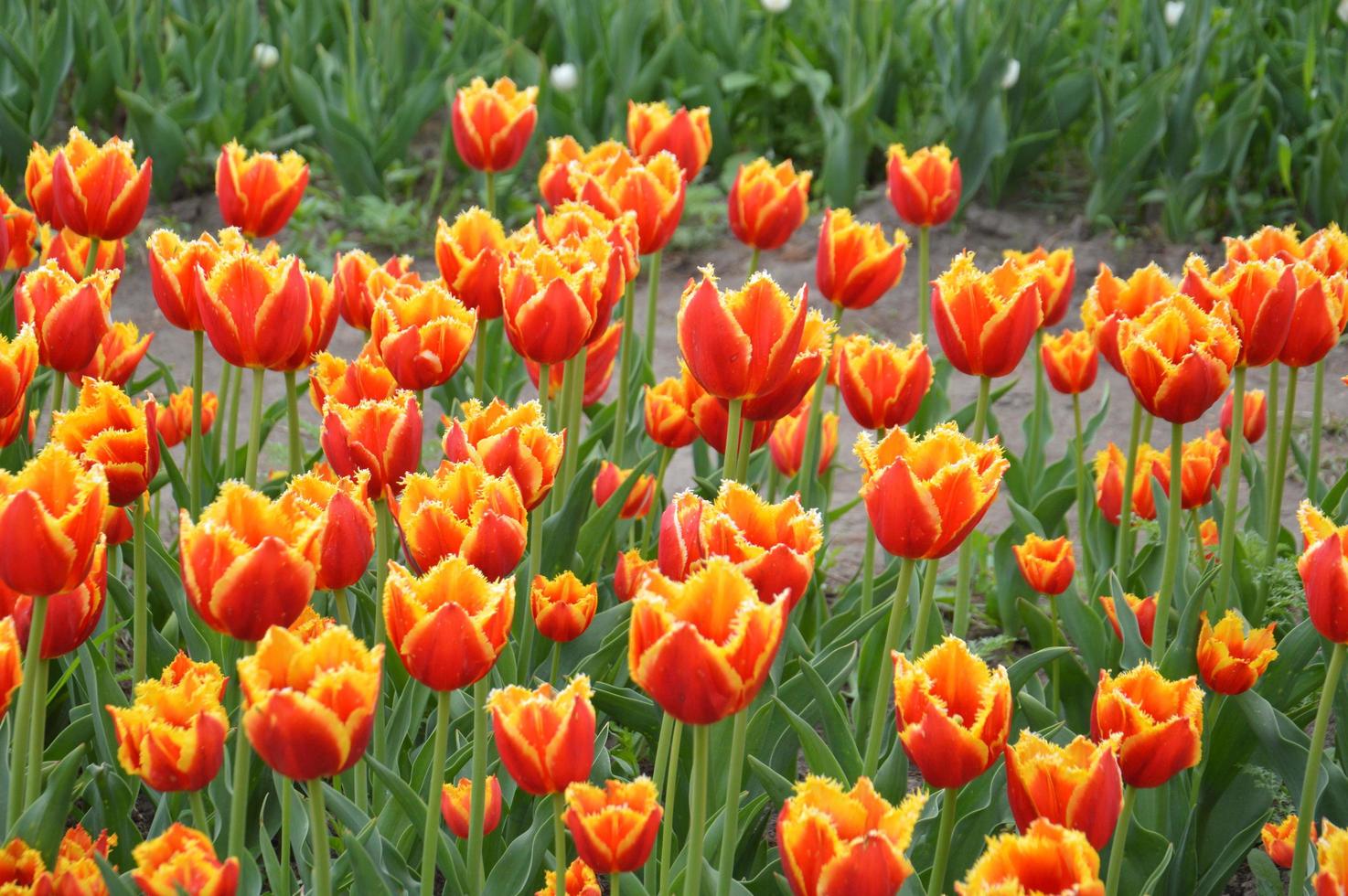 textur av ett fält med flerfärgade blommade tulpaner foto