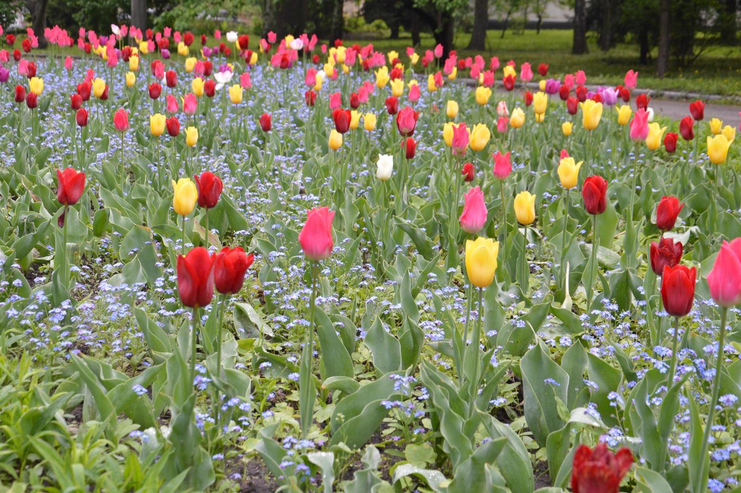 textur av ett fält med flerfärgade blommade tulpaner foto