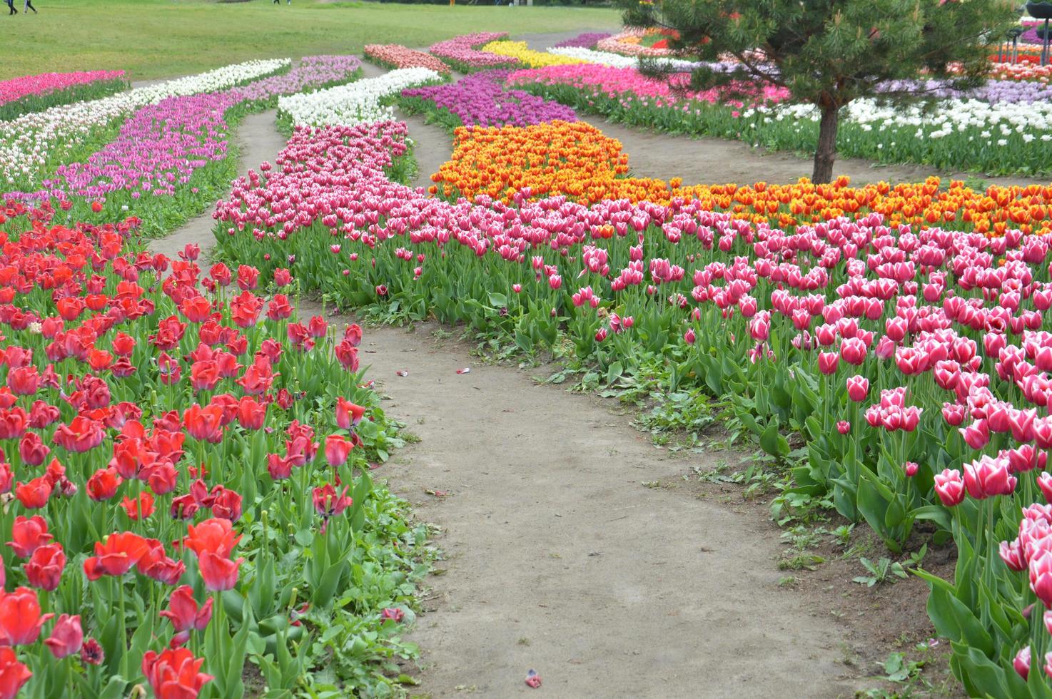 textur av ett fält med flerfärgade blommade tulpaner foto