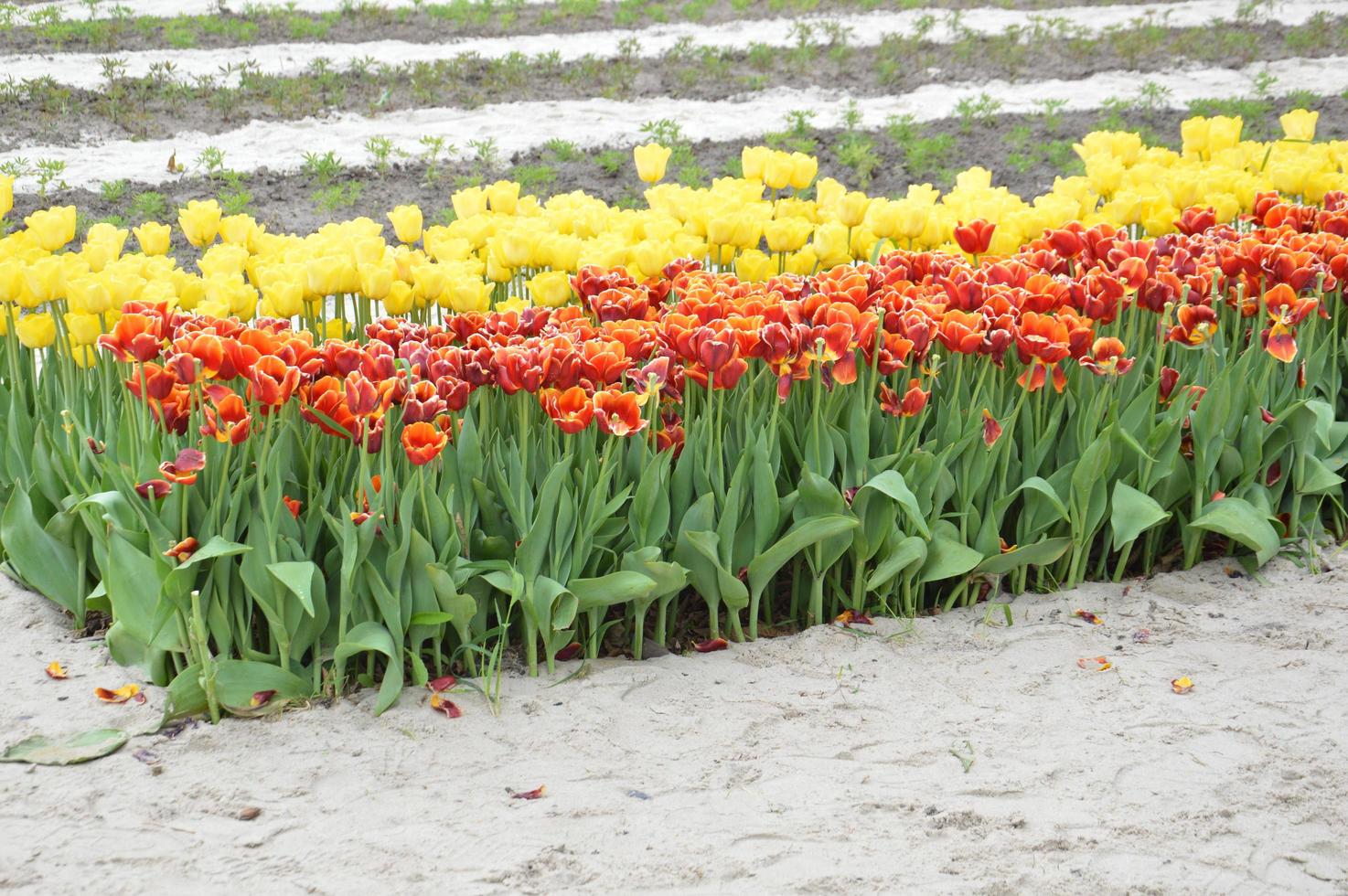 textur av ett fält med flerfärgade blommade tulpaner foto