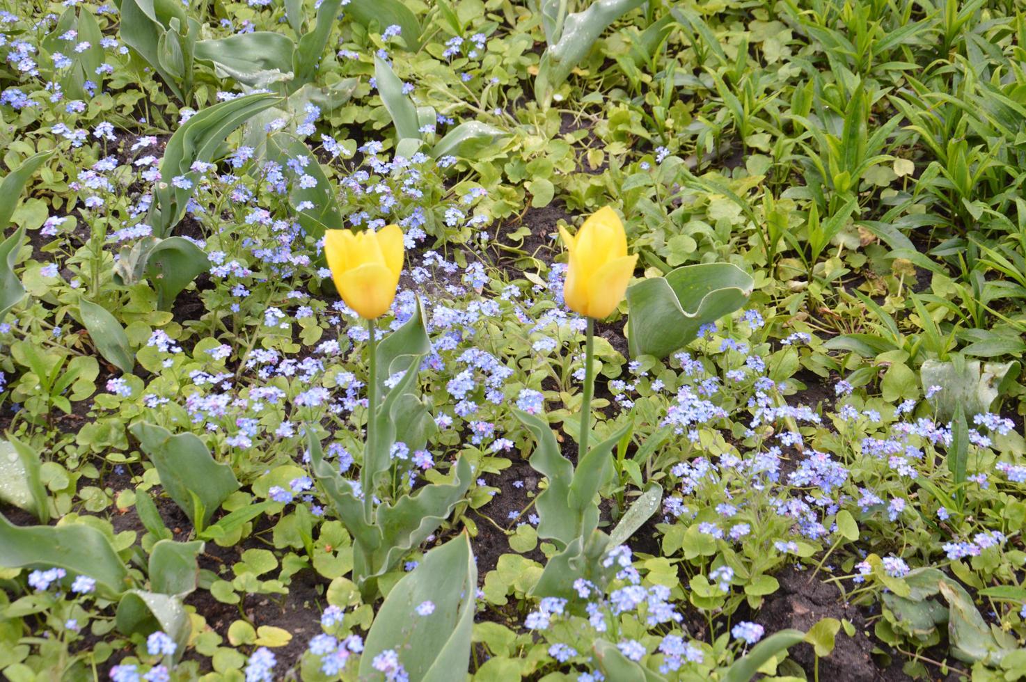 textur av ett fält med flerfärgade blommade tulpaner foto